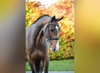 Zangersheider, Gelding, 5 years, 15.2 hh, Brown