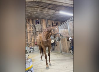 Zangersheider, Gelding, 5 years, 15.2 hh, Chestnut-Red