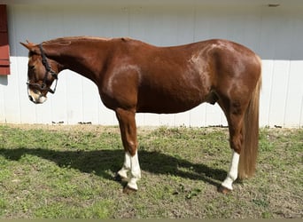Zangersheider, Gelding, 5 years, 15.2 hh, Chestnut