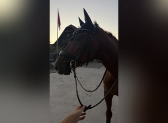 Zangersheider, Gelding, 5 years, 15.2 hh, Chestnut