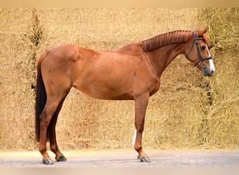 Zangersheider, Gelding, 5 years, 15,2 hh, Chestnut