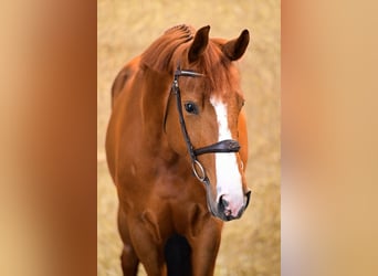 Zangersheider, Gelding, 5 years, 15,2 hh, Chestnut