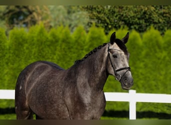 Zangersheider, Gelding, 5 years, 15,2 hh, Grey