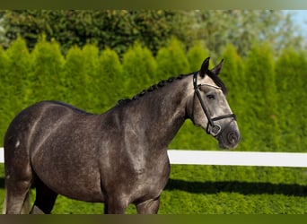 Zangersheider, Gelding, 5 years, 15,2 hh, Grey