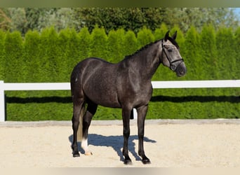 Zangersheider, Gelding, 5 years, 15,2 hh, Grey