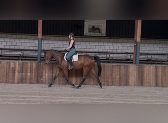 Zangersheider, Gelding, 5 years, 16.1 hh, Brown