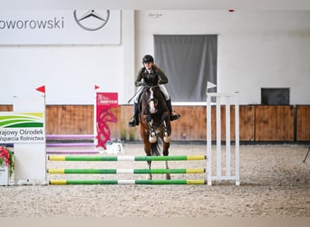 Zangersheider, Gelding, 5 years, 16.1 hh, Brown