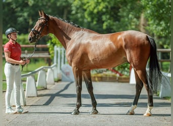 Zangersheider, Gelding, 5 years, 16,1 hh, Brown