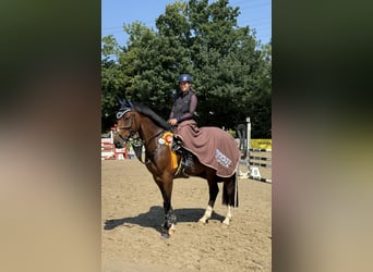 Zangersheider, Gelding, 5 years, 16.1 hh, Brown