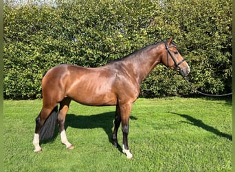 Zangersheider, Gelding, 5 years, 16.1 hh, Brown