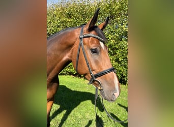 Zangersheider, Gelding, 5 years, 16.1 hh, Brown