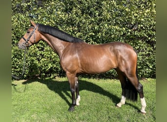 Zangersheider, Gelding, 5 years, 16.1 hh, Brown