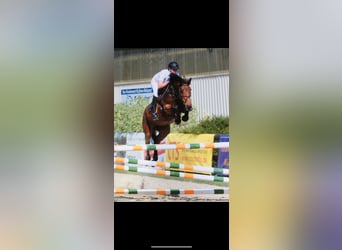 Zangersheider, Gelding, 5 years, 16,1 hh, Brown