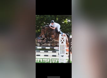 Zangersheider, Gelding, 5 years, 16,1 hh, Brown