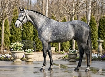 Zangersheider, Gelding, 5 years, 16.1 hh, Grey