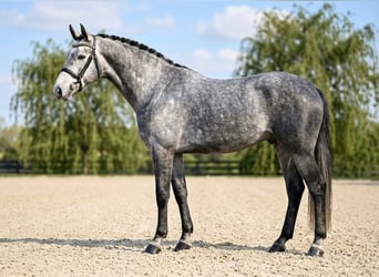 Zangersheider, Gelding, 5 years, 16.1 hh, Grey
