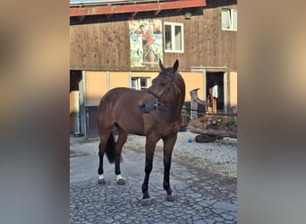 Zangersheider, Gelding, 5 years, 16.1 hh