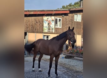 Zangersheider, Gelding, 5 years, 16.1 hh