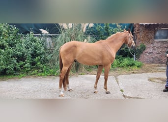 Zangersheider, Gelding, 5 years, 16.2 hh, Brown-Light