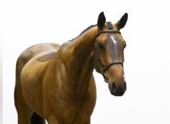 Zangersheider, Gelding, 5 years, 16,2 hh, Brown