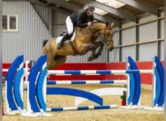 Zangersheider, Gelding, 5 years, 16,2 hh, Brown