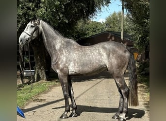 Zangersheider, Gelding, 5 years, 16,2 hh, Gray