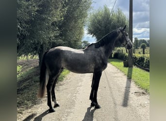 Zangersheider, Gelding, 5 years, 16,2 hh, Gray