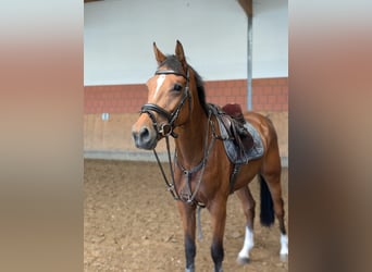 Zangersheider, Gelding, 5 years, 16.2 hh