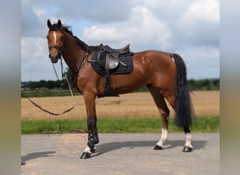 Zangersheider, Gelding, 5 years, 16.2 hh