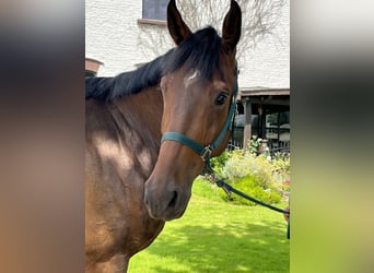 Zangersheider, Gelding, 5 years, 16,3 hh, Bay-Dark