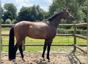 Zangersheider, Gelding, 5 years, 16,3 hh, Bay-Dark