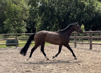 Zangersheider, Gelding, 5 years, 16,3 hh, Bay-Dark