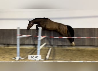 Zangersheider, Gelding, 5 years, 16,3 hh, Bay-Dark