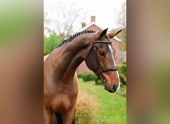 Zangersheider, Wallach, 5 Jahre, 16,3 hh, Brauner