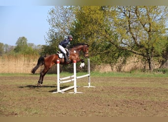 Zangersheider, Gelding, 5 years, 16.3 hh, Brown