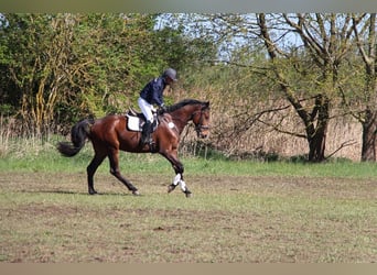 Zangersheider, Gelding, 5 years, 16.3 hh, Brown