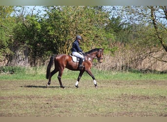 Zangersheider, Gelding, 5 years, 16.3 hh, Brown