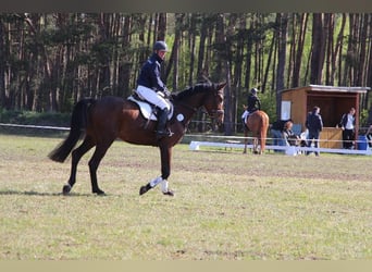 Zangersheider, Gelding, 5 years, 16.3 hh, Brown