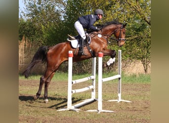 Zangersheider, Gelding, 5 years, 16.3 hh, Brown