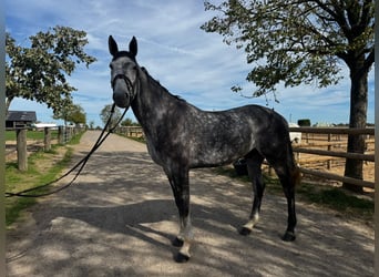 Zangersheider, Gelding, 5 years, 16.3 hh, Grey-Dapple