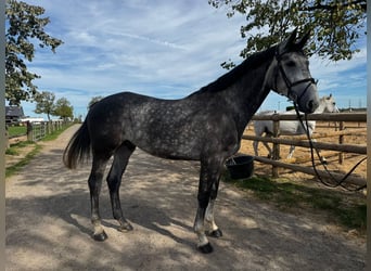 Zangersheider, Gelding, 5 years, 16.3 hh, Grey-Dapple