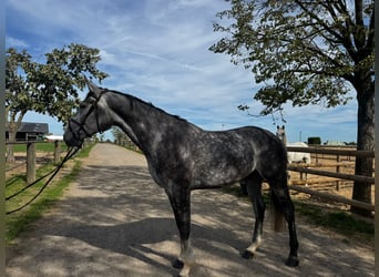 Zangersheider, Gelding, 5 years, 16.3 hh, Grey-Dapple