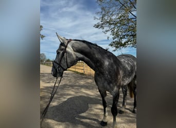 Zangersheider, Gelding, 5 years, 16.3 hh, Grey-Dapple