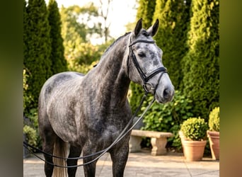 Zangersheider, Gelding, 5 years, 16.3 hh, Grey-Dapple