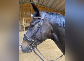 Zangersheider, Gelding, 5 years, 16 hh, Bay-Dark