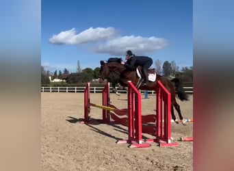 Zangersheider, Gelding, 5 years, 16 hh, Bay-Dark