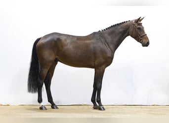 Zangersheider, Gelding, 5 years, 16 hh, Bay-Dark