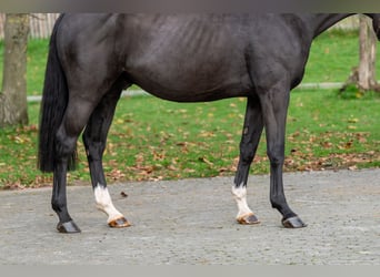 Zangersheider, Gelding, 5 years, 16 hh, Black
