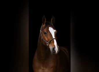 Zangersheider, Gelding, 5 years, 16 hh, Brown