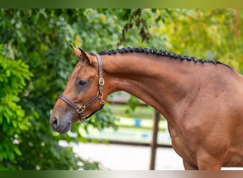 Zangersheider, Gelding, 5 years, 16 hh, Brown